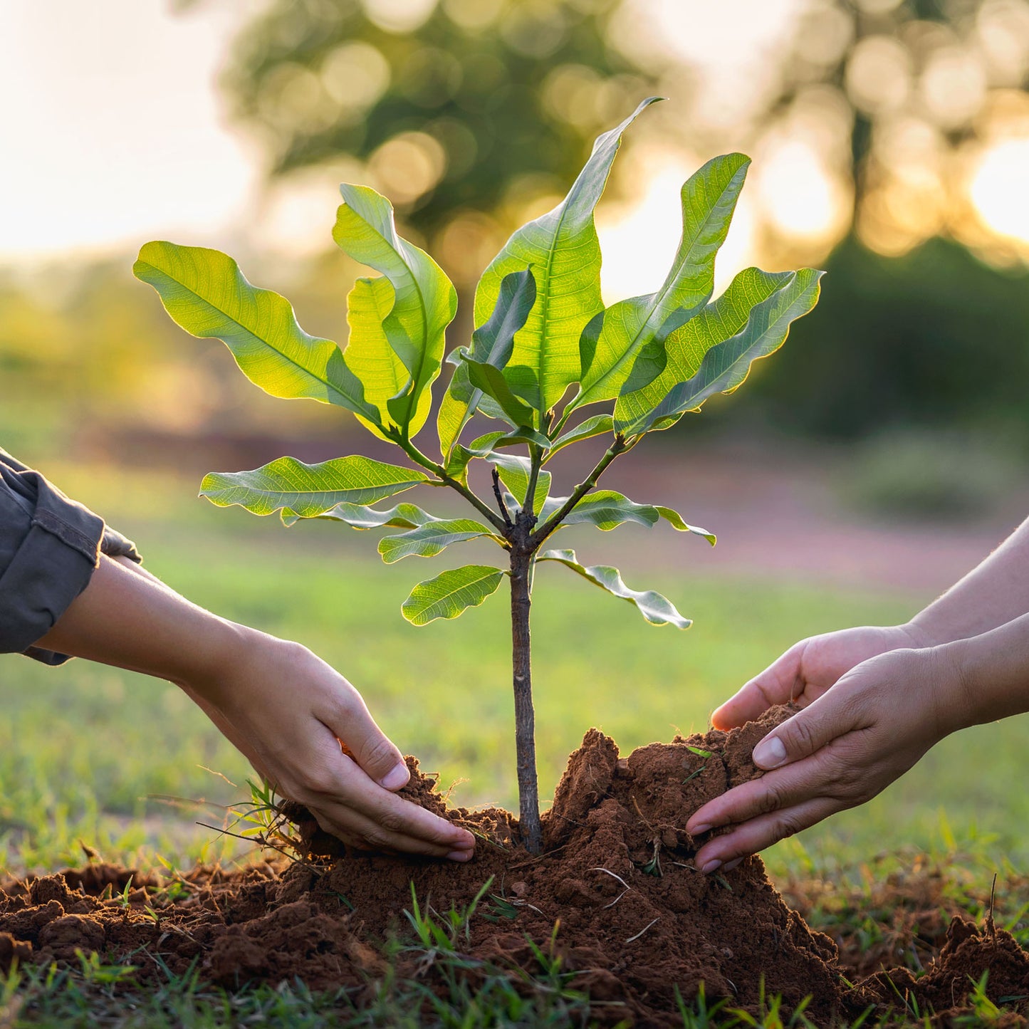 Plant Trees